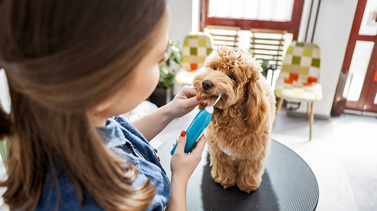 Un perro recibe tratamiento dental en una peluquería canina.