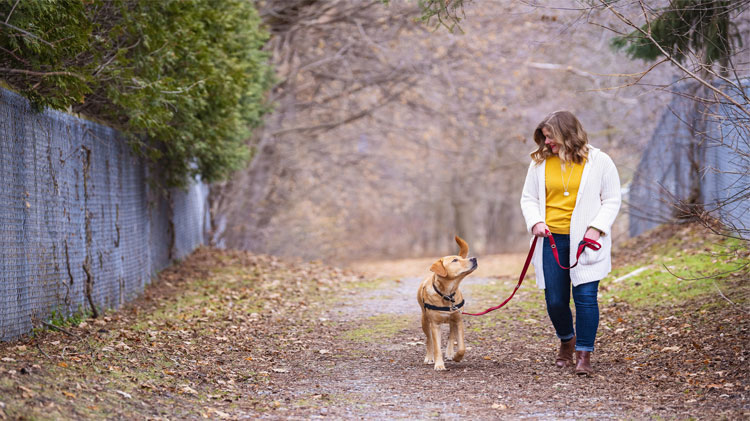 ¿Qué tipo de correa, collar o arnés es el adecuado para mi perro?
