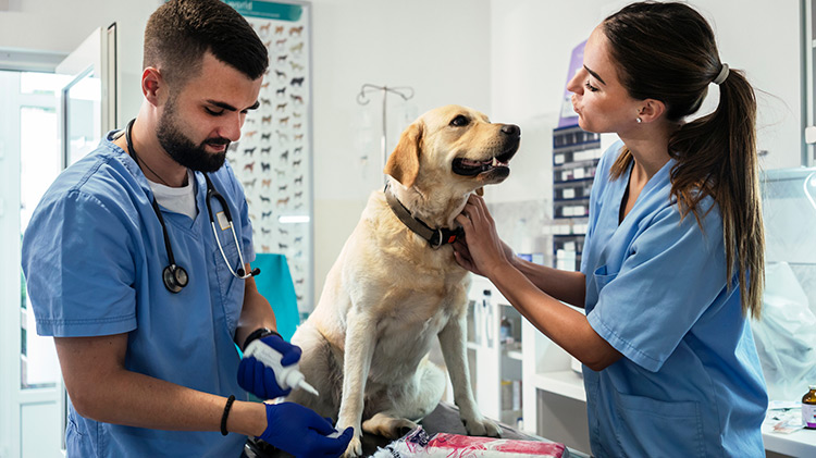 Un veterinario y su asistente ayudan a un perro en un hospital veterinario.