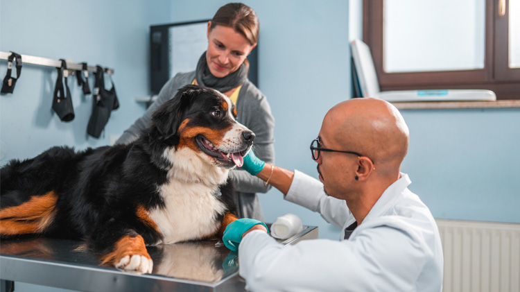 Veterinario vendando la pata fracturada de un perro mientras su dueña lo consuela.
