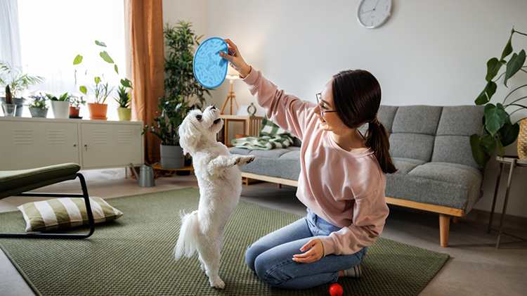 La joven dueña de una mascota juega con su lindo perrito en la sala de su casa.