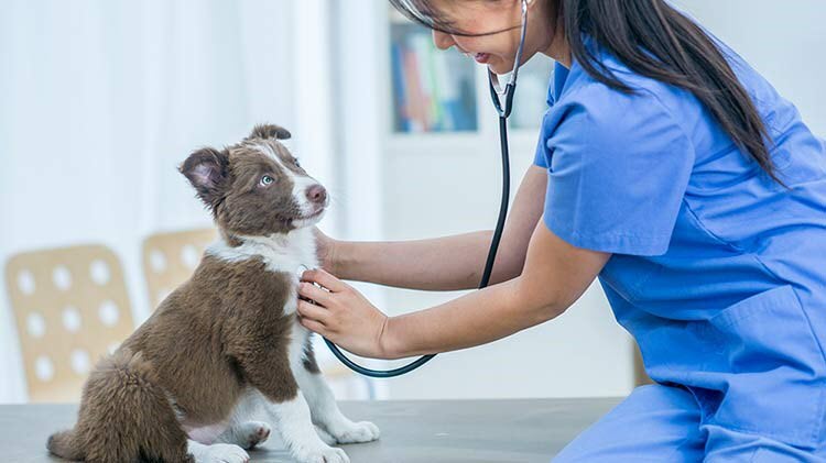 Veterinario escuchando los latidos del corazón de un cachorro.